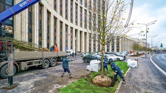 Посадка деревьев