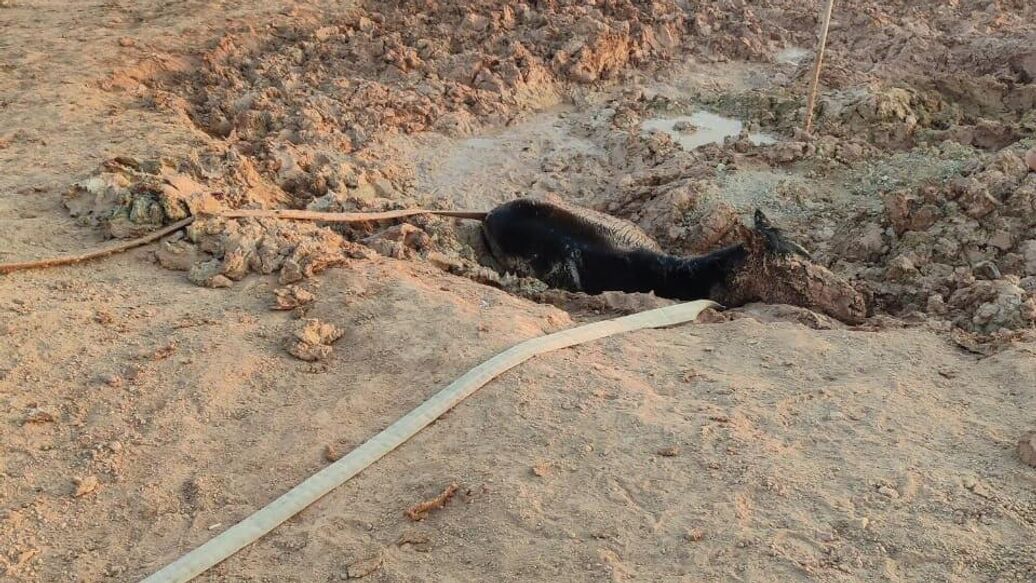 На Байконуре спасли жеребенка, увязшего в липкой грязи