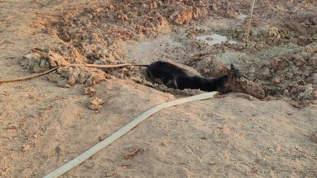 Сотрудники МЧС России спасли на Байконуре жеребенка из грязевой ловушки