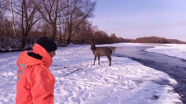 В Биробиджане спасатели вытащили изюбра из полыньи