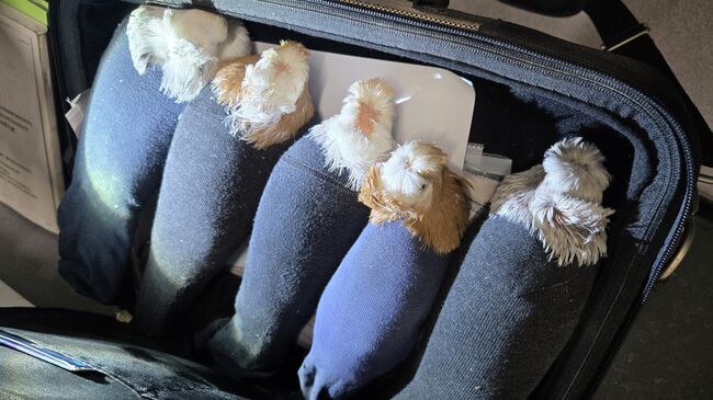 Водитель грузовика пытался провезти живых голубей в носках через российско-латвийскую границу