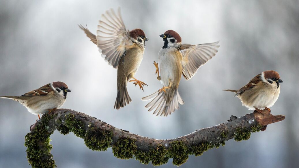 Самые редкие птицы России: шедевры фотоохоты на конкурсе РГО