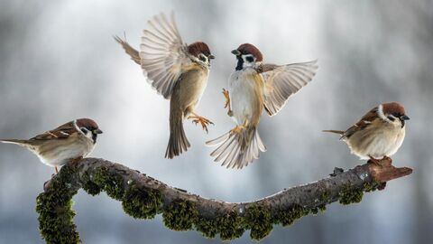 Бачкова Наталья, Динамика и статика