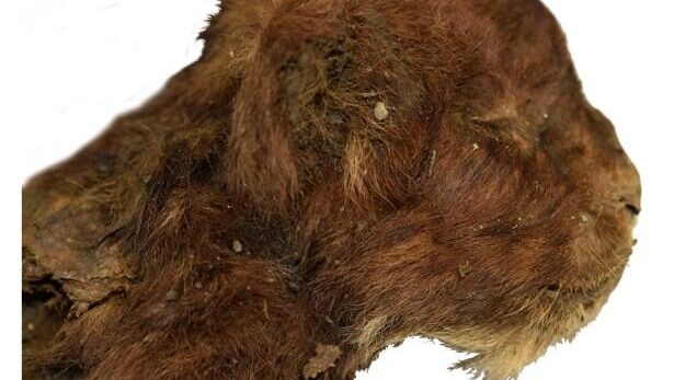 Голова мумифицированного детеныша гомотерия Мэтэн, обнаруженного на реке Бадяриха в Абыйском улусе Якутии - РИА Новости, 1920, 06.12.2025