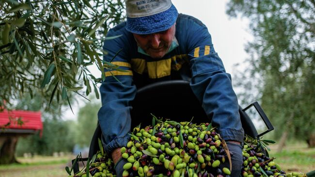 Мужчина собирает оливки в Мольфетте, Италия