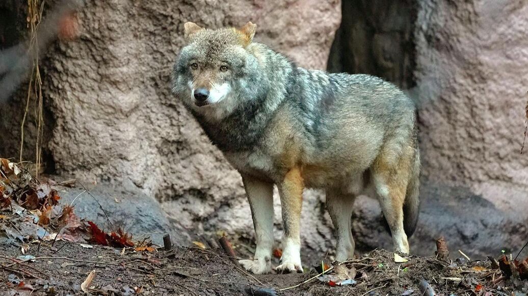 В Московском зоопарке поселился самец серого волка