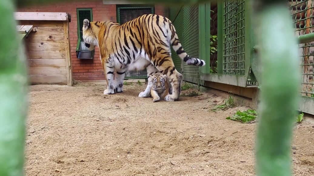 В Московском зоопарке родились амурские тигрята