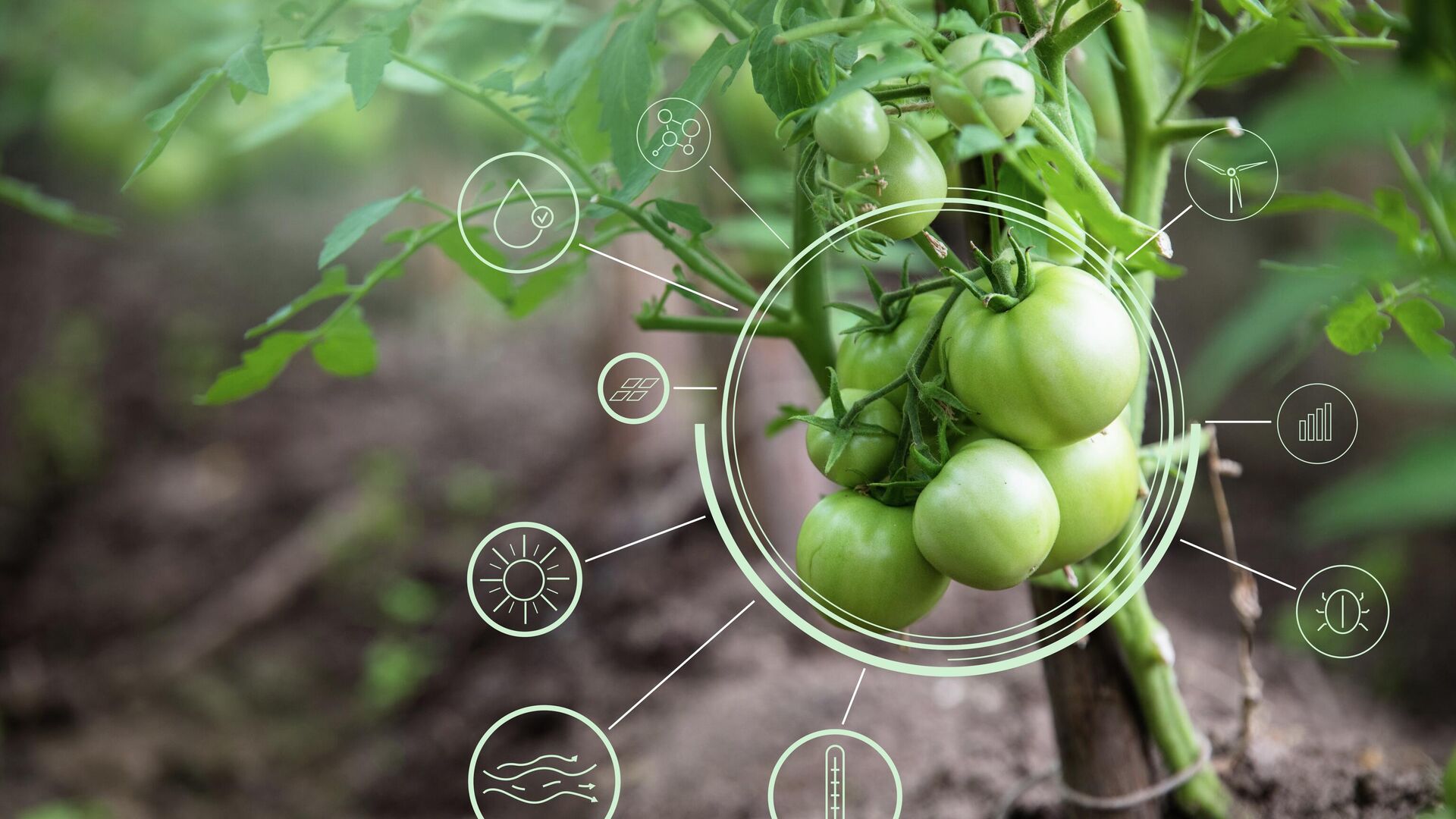 Выращивание помидоров с помощью цифрового агронома - РИА Новости, 1920, 09.12.2025