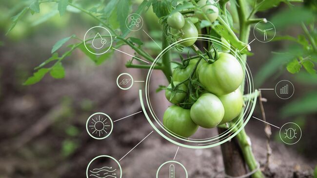 Выращивание помидоров с помощью цифрового агронома