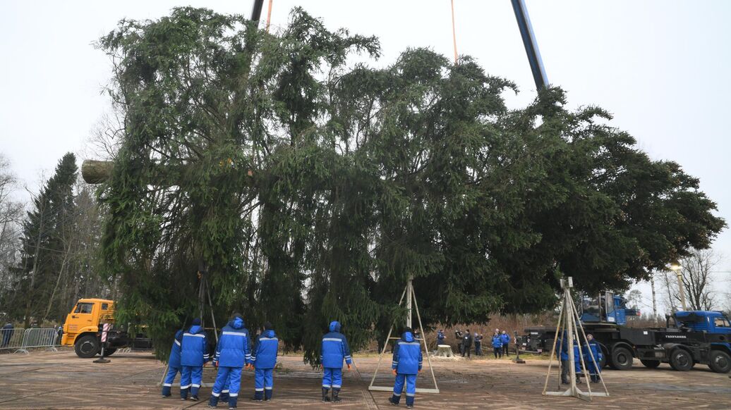 В Подмосковье спилили главную новогоднюю елку России