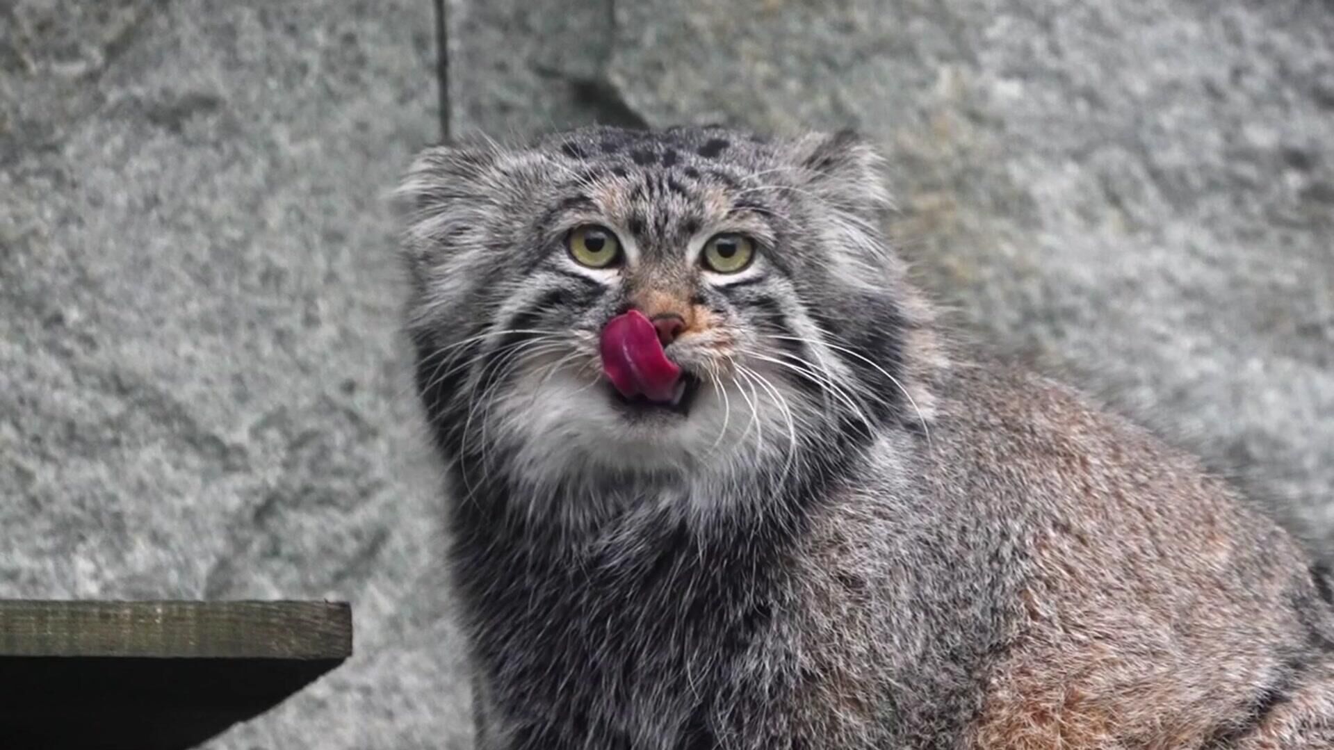 Манул Тимофей в Московском зоопарке - РИА Новости, 1920, 08.12.2025