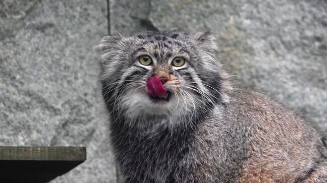 Манул Тимофей в Московском зоопарке