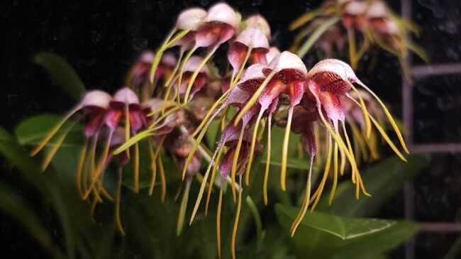 Орхидея Масдеваллия в Аптекарском огороде