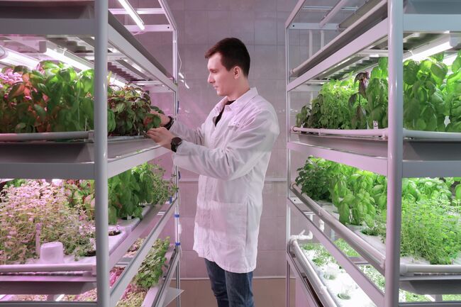 Визуальный мониторинг, определение скорости роста и урожайности Визуальный мониторинг, определение скорости роста и урожайности