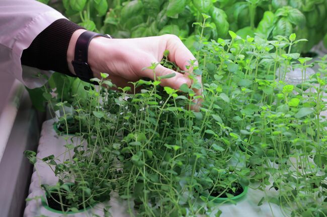 Визуальный мониторинг, определение скорости роста и урожайности Визуальный мониторинг, определение скорости роста и урожайности