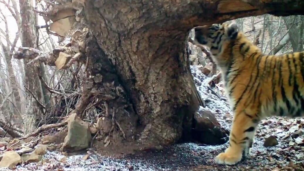 В Приморье тигренок освоил общение с помощью запаховых меток