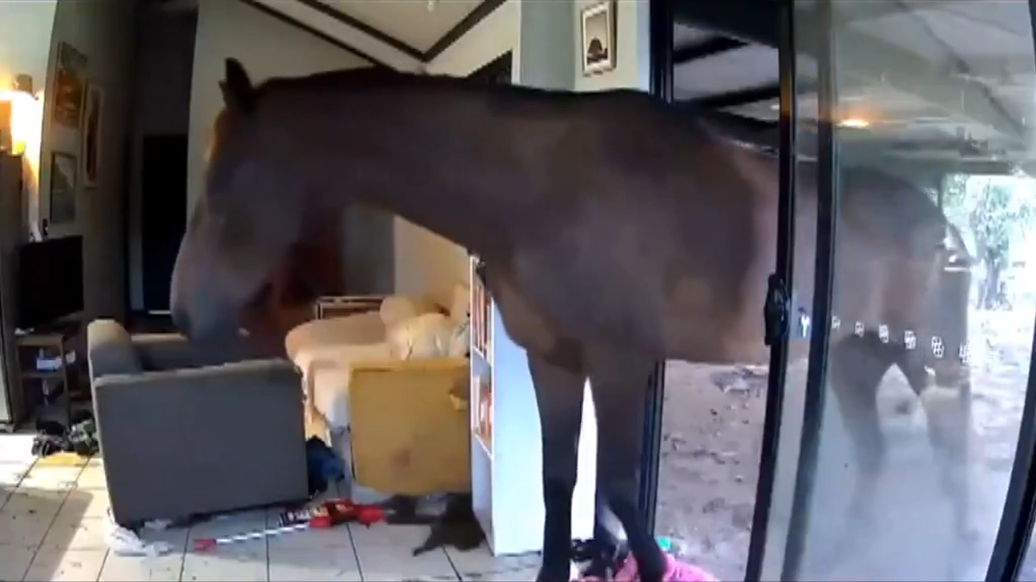 Бык и лошадь разгромили дом своего хозяина