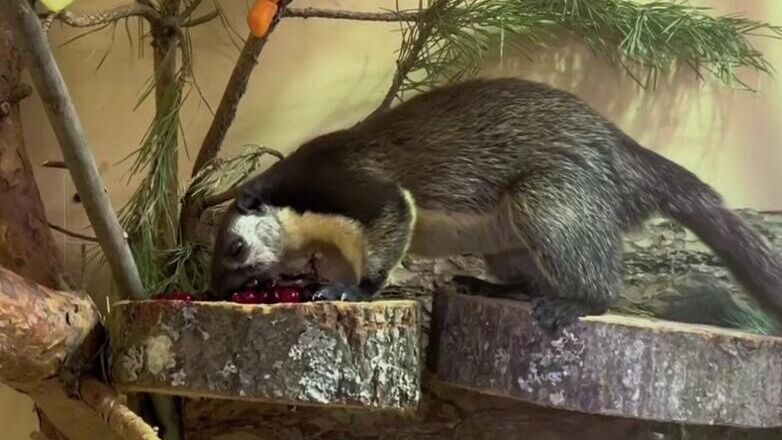 Двухцветная гигантская белка в Ленинградском зоопарке Двухцветная гигантская белка в Ленинградском зоопарке - РИА Новости, 1920, 11.12.2025