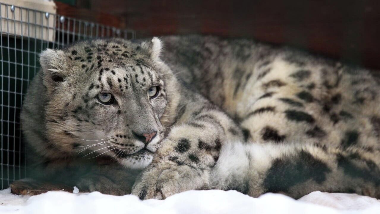 Снежный барс по кличке Базель в зоопарке Лимпопо - РИА Новости, 1920, 11.12.2025