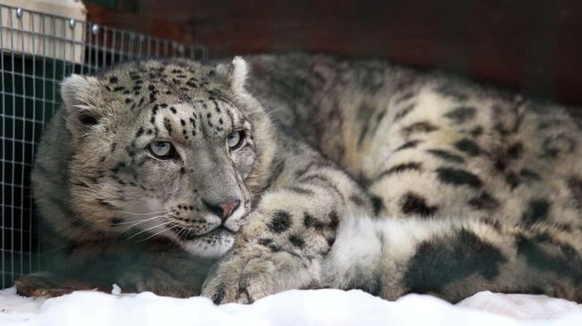 Снежный барс по кличке Базель в зоопарке Лимпопо