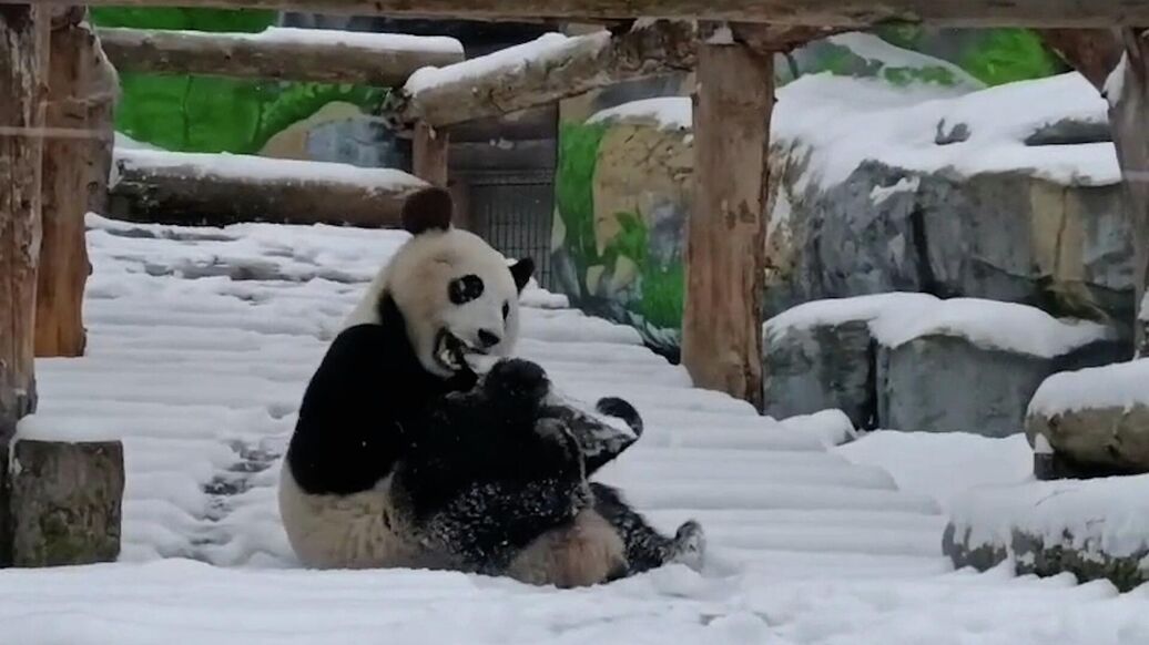 В Московском зоопарке показали, как панда Катюша радуется выпавшему снегу