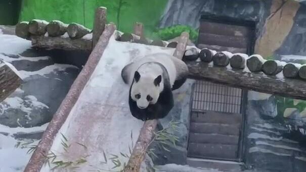 Панда Диндин радуется выпавшему снегу в Московском зоопарке - РИА Новости, 1920, 13.12.2025