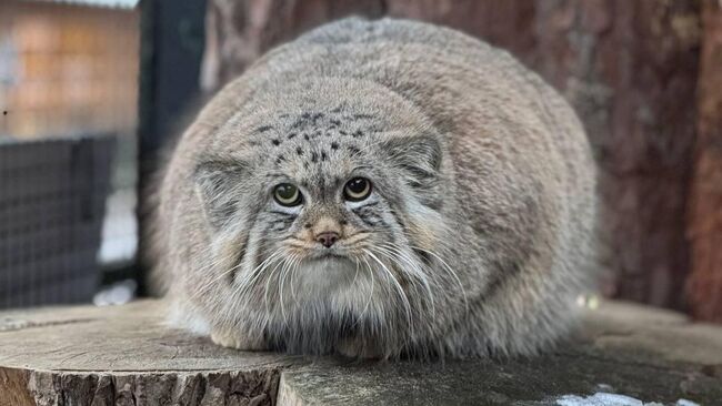 Манул Шу из Ленинградского зоопарка завершил зажировку к зиме