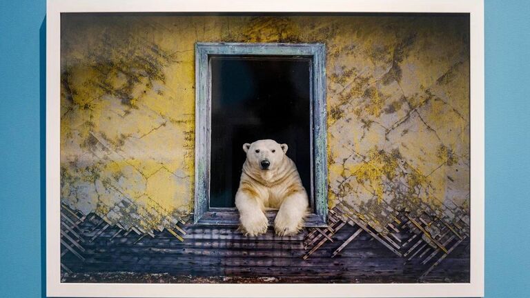 Выставка Арктика. Полюс цвета