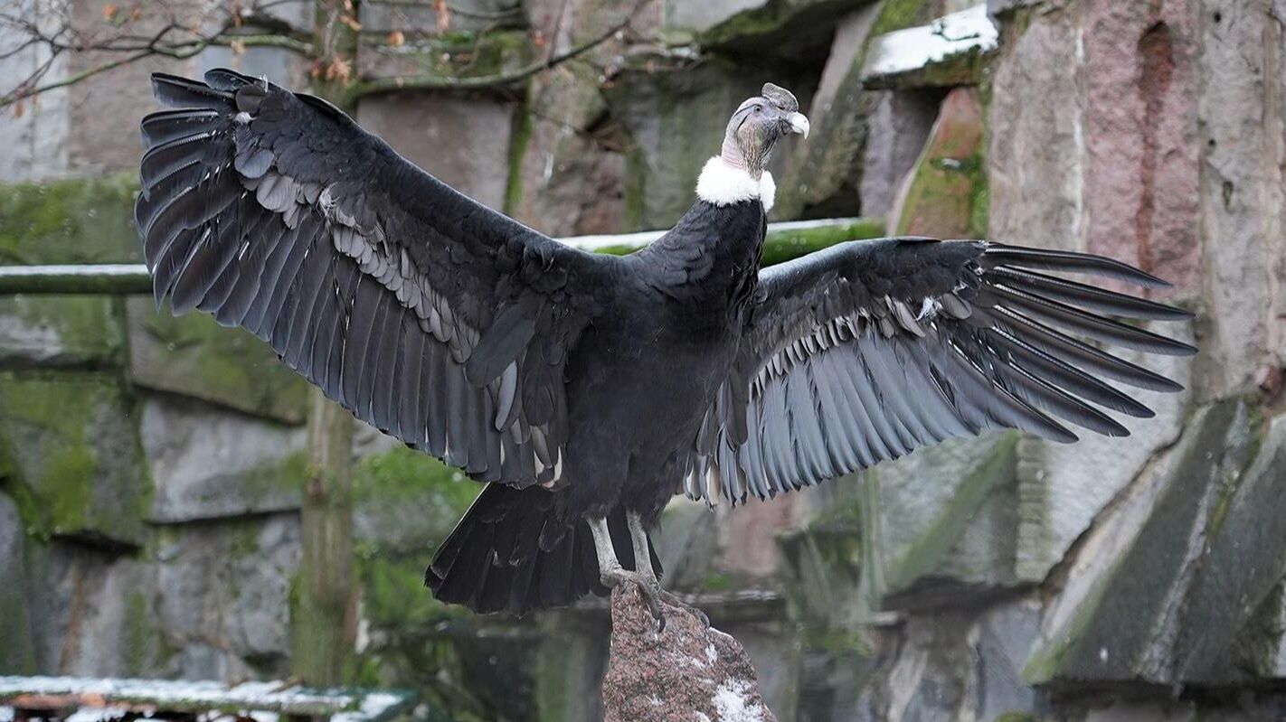 Андский кондор в Московском зоопарке - РИА Новости, 1920, 17.12.2025