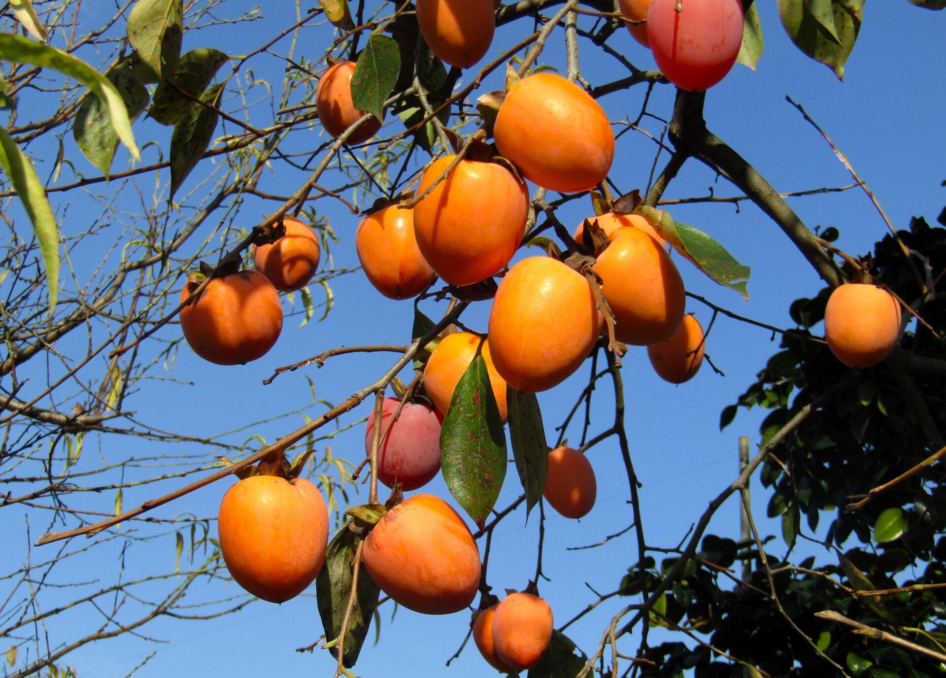 Хурма бычье сердце - РИА Новости, 1920, 20.12.2025