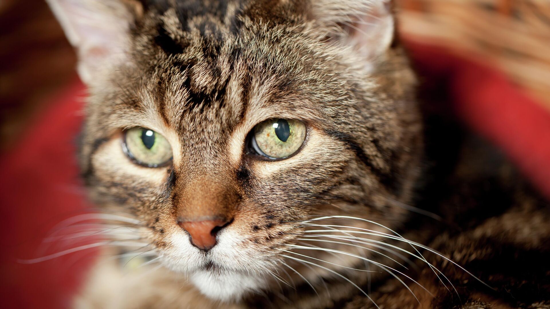 Старый кот - РИА Новости, 1920, 21.12.2025