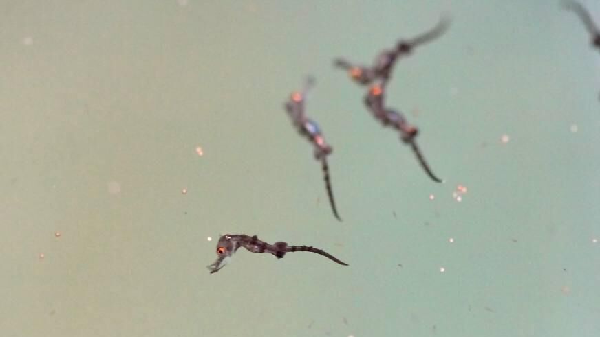 Морские коньки Hippocampus reidi в Приморском океанариуме - РИА Новости, 1920, 23.12.2025