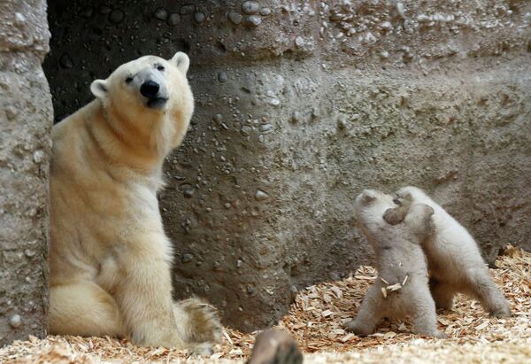 Детеныши белого медведя в зоопарке города Мюнхен