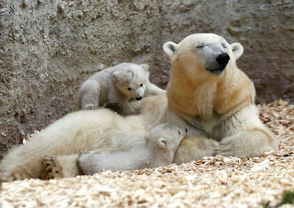 Детеныши белого медведя с матерью в зоопарке Мюнхена