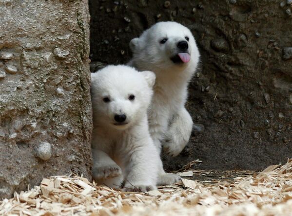 Детеныши белого медведя в зоопарке города Мюнхен