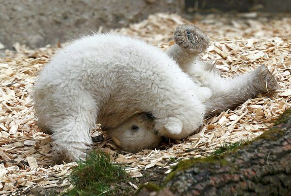 Белые медвежата в зоопарке Мюнхена