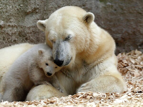 Белая медведица с медвежонком в зоопарке Мюнхена