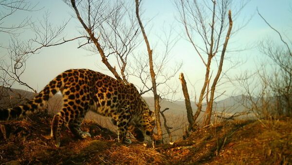 Фотомониторинг на южной площадке Земля леопарда в Приморье. Архивное фото