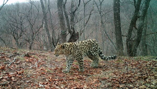 Фотомониторинг на Земле леопарда в Приморье