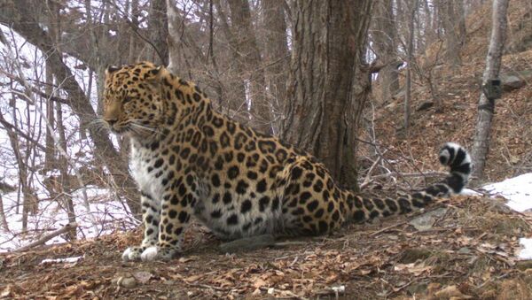Фотомониторинг леопарда в Приморье. Архивное фото