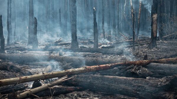 Лесные пожары в Московской области. Архивное фото
