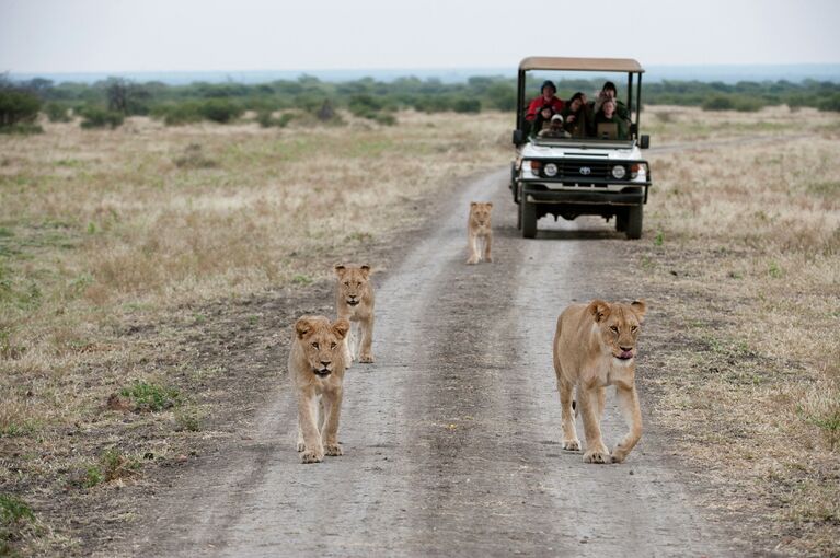 Львы на дороге в заповеднике Madikwe Game Reserve, ЮАР