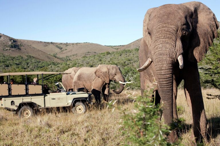 Слоны в парке Addo Elephant Park