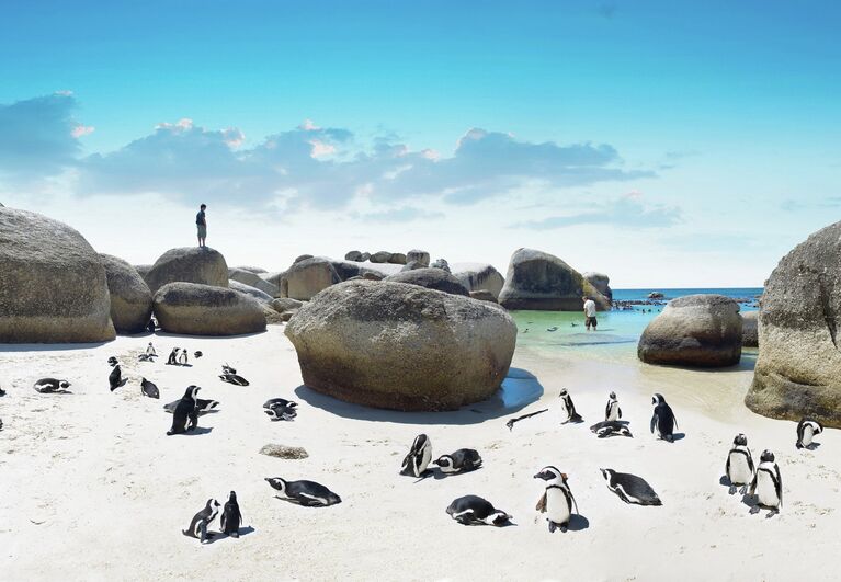 Пингвины на пляже Boulders Beach, Кейптаун, ЮАР