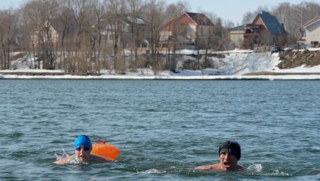 Сибирские моржи впервые переплыли реку Обь при нулевой температуре