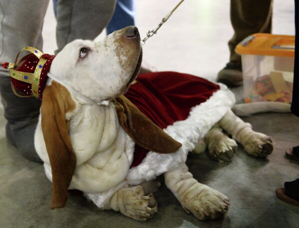 Собака породы бассет-хаунд на выставке собак