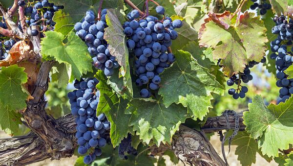 Созревший виноград в Крыму. Архивное фото