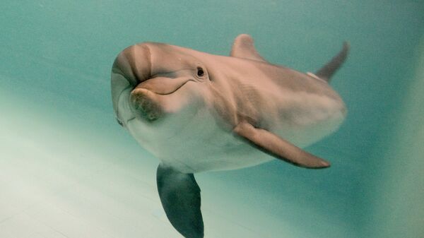 Дельфин-афалина, архивное фото
