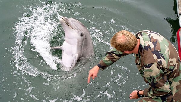 Тренировка боевого дельфина, архивное фото