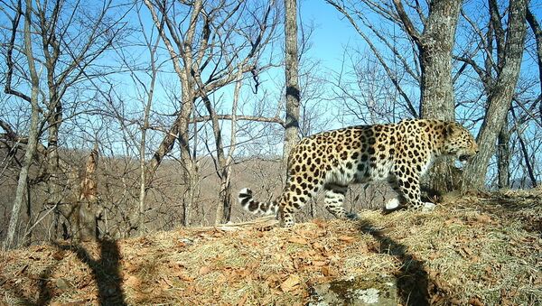 Дальневосточный леопард, снятый 21 марта новой фотоловушкой, установленной на территории нацпарка Земля леопарда в Приморье. Фото с места события